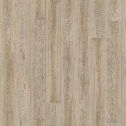 Roots 55 22246 (Blackjack Oak)