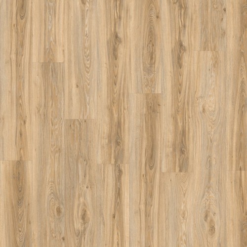 Roots 55 22220 (Blackjack Oak)